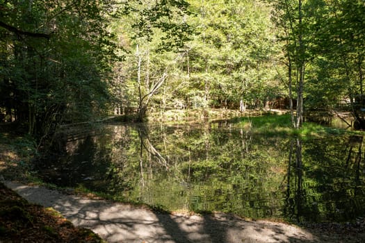 Forests in the Orlu National Wildlife Reserve, in Ariège, the Maison des Loups in France.