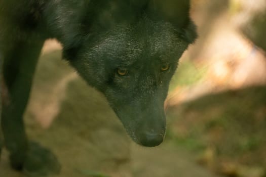 American Wolves in the Orlu National Wildlife Reserve, in Ariège, the Maison des Loups in France.