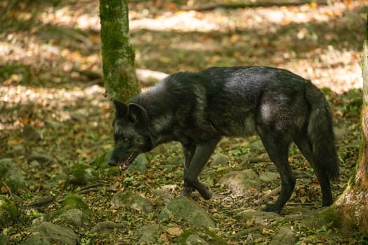 American Wolves in the Orlu National Wildlife Reserve, in Ariège, the Maison des Loups in France.