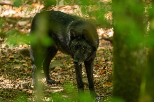 American Wolves in the Orlu National Wildlife Reserve, in Ariège, the Maison des Loups in France.