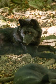 American Wolves in the Orlu National Wildlife Reserve, in Ariège, the Maison des Loups in France.