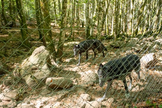 American Wolves in the Orlu National Wildlife Reserve, in Ariège, the Maison des Loups in France.