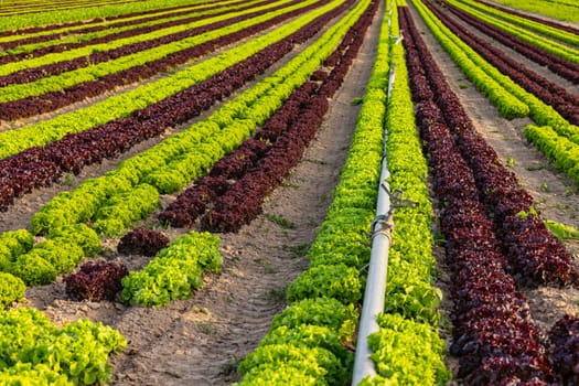 Lollo Rossa and Lollo Bionda lettuce to the horizon with a pipe for irrigation in drought conditions