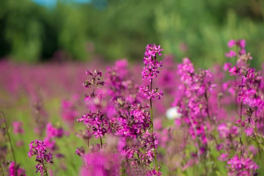 Bees collect pollen on the pink flowers of Ivan tea (blooming Sally or fireweed) on a summer morning. Nature background, close-up