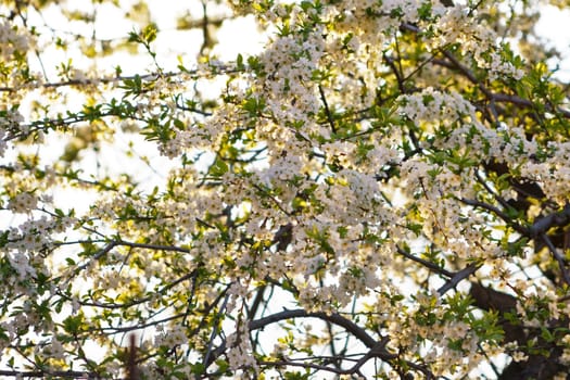 Flowers of apple tree in the branch in spring garden