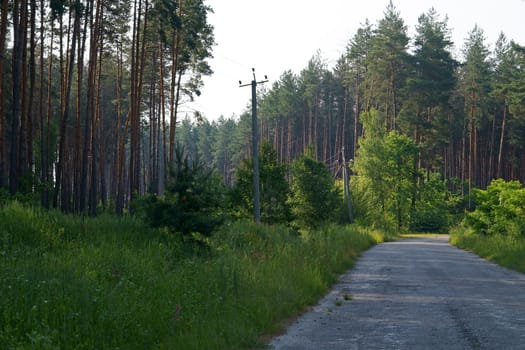 Road in the forest. Asphalt road through green summer field and forest.