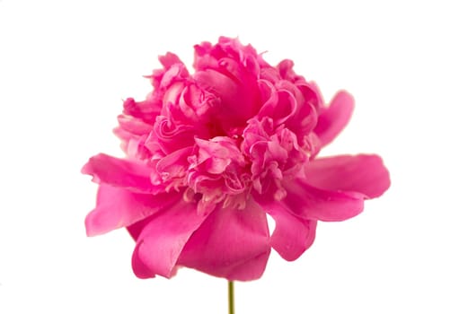 Peony flower. Large pink peony isolated on white background