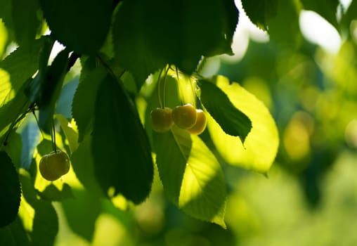 Yellow cherry berries ripen on a tree in the garden