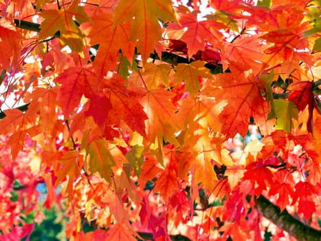 Bright red maple leaves lighted up with sun light. Maple leave on autumn season