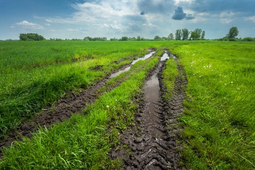 Wet dirt road in a green meadow, spring day