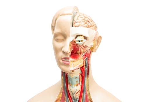 Human brain model of head anatomy for medical training course, teaching medicine education.