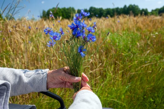 A bouquet of cornflowers in the hands of an elderly woman, outdoor view