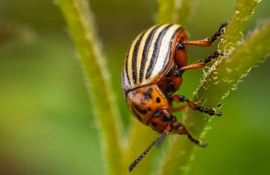 Colorado potato beetle on potato sprouts close-up