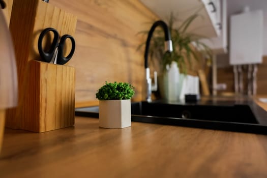 Plant in white pot standing on kitchen countertop close-up with kitchen and kitchen utensils in the background. The concept of comfort, decor, design. High quality photo