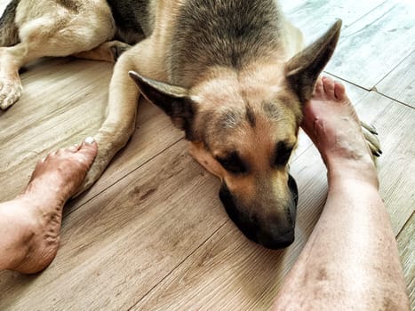 A German Shepherd rests comfortably on a wooden floor next to its owner's feet, enjoying a peaceful moment indoors.