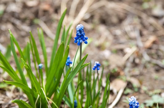 Close-up of blooming grape hyacinth (Muscari) with vibrant blue flowers in a garden setting. Member of the Asparagaceae family, commonly used as ornamental groundcover