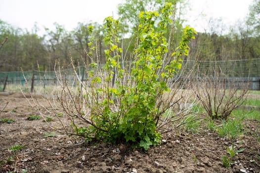 Young currant bush with fresh green leaves and shoots growing in spring on fertile soil, captured in the Far East of Russia, symbolizing renewal and nature's cycle