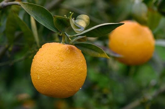 Vibrant oranges dangle from green branches, basking in sunlight amidst the rich foliage of an orchard.