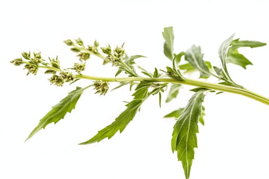 Fresh green leaves and buds of mugwort herb on white background