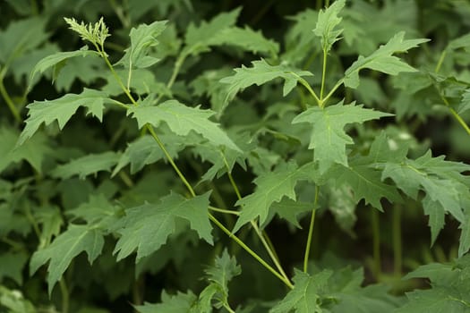 Fresh green foliage in a lush garden setting