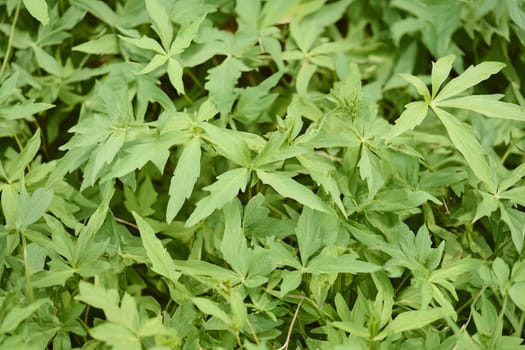 Lush green foliage background for nature and garden designs