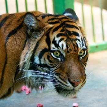 Tiger, portrait of a bengal tiger.