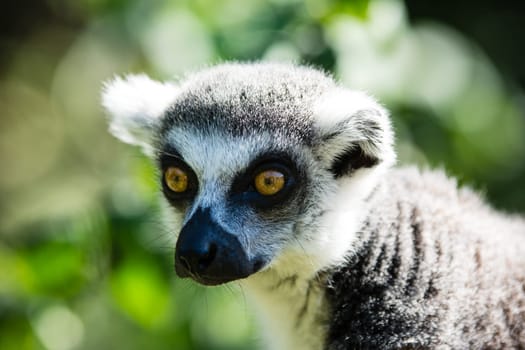 Ring tailed lemur