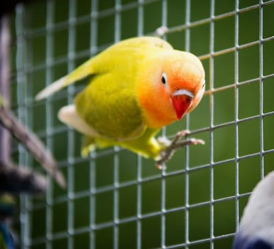 Lovebird parrot