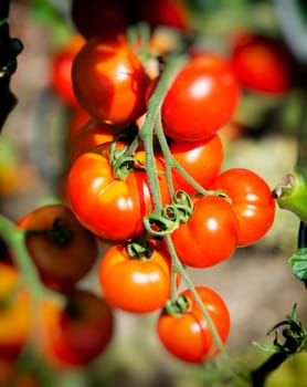 Ripe garden tomatoes ready for picking
