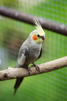 cockatiel parrot