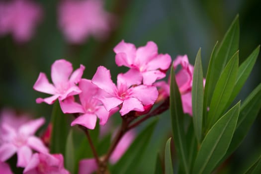 Nerium oleander flowers