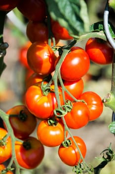 Ripe garden tomatoes ready for picking