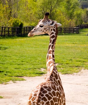 Giraffe