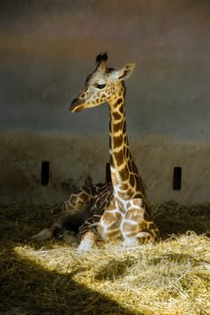 Young Giraffe