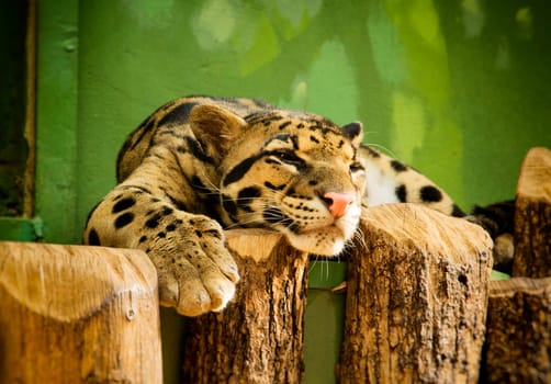 Leopard resting in Zoo