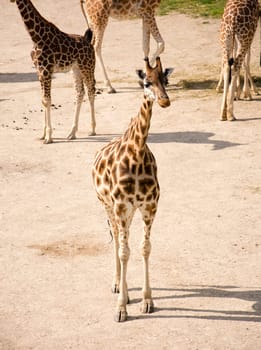 Giraffe