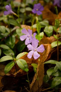 Purple Periwinkle ( Vinca minor )