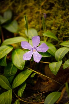 Purple Periwinkle ( Vinca minor )