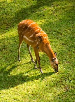 Sitatunga antelope
