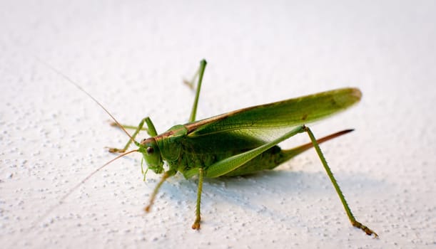 Grasshopper in front of white background