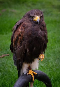 Hawk