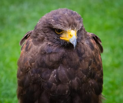 Hawk