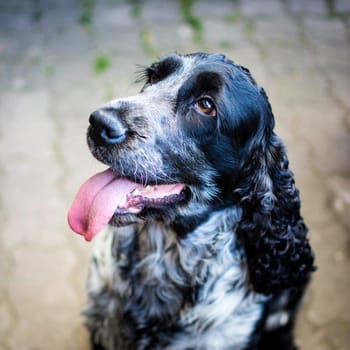 Young dog - cocker spaniel