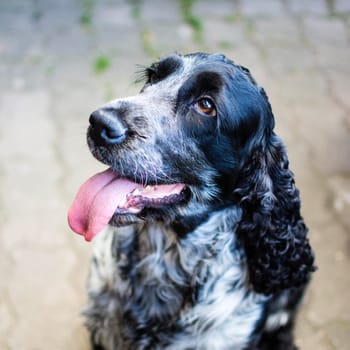 Young dog - cocker spaniel