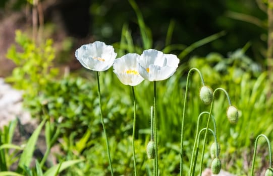 Three white poppy flowers (Papaveraceae family) blooming on thin stems with green buds in a lush garden, representing summer and spring in the Russian Far East
