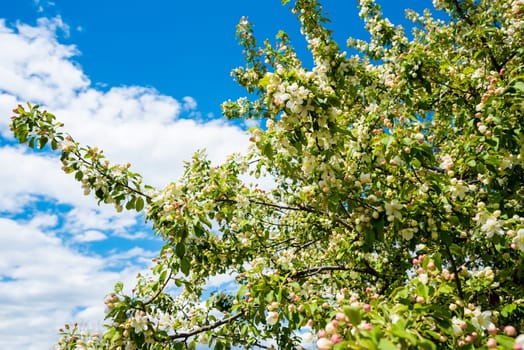 A blooming apple tree branch with delicate white and pink flowers against a blue sky with clouds. A bright spring day with vibrant colors and natural beauty