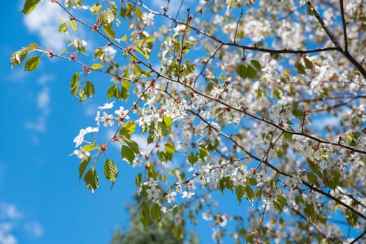 White cherry blossoms in full bloom on branches with bright green leaves against a clear blue sky. Springtime scene captured with sunlight enhancing the vivid colors