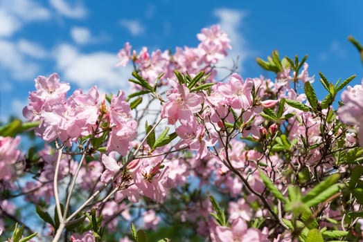 Blooming Rhododendron schlippenbachii (royal azalea) with delicate pink flowers, green leaves, and a clear blue sky in the background. Captured in spring in Primorsky Krai, Russia