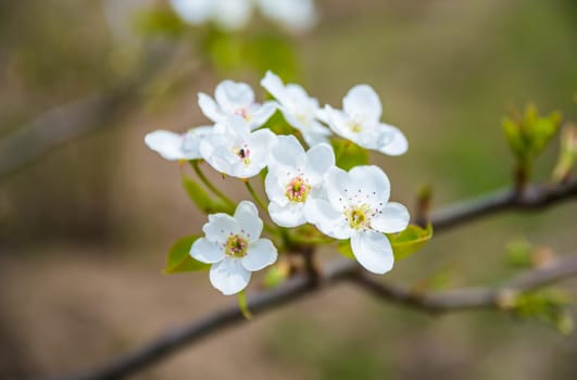 Delicate white pear blossoms with green leaves on a branch, set against a soft, blurred background. A closeup captures the natural beauty of springtime blooming