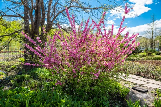 A lush bush with vibrant pink flowers blooming in a sunny botanical garden in Vladivostok, Russia. A stunning addition to spring landscapes and nature scenes